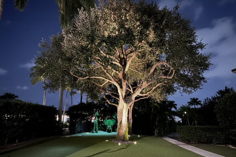 Downlighting or Moonlighting - Brightway Landscape Lighting